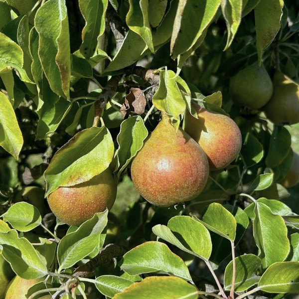 Pear - Gieser Wildeman