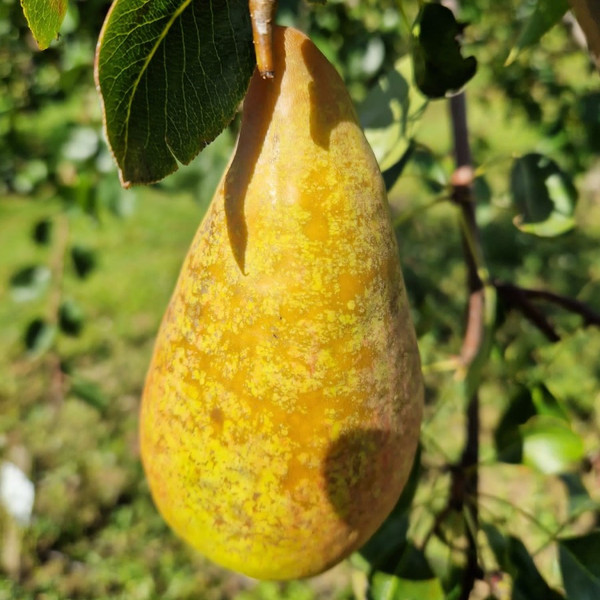 Pear - Jargonelle