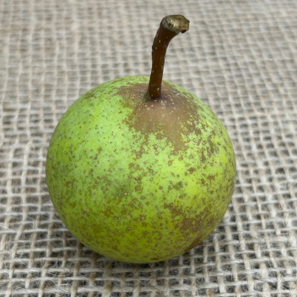 Pear - Oldfield