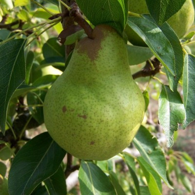 Pear - Packham's Triumph