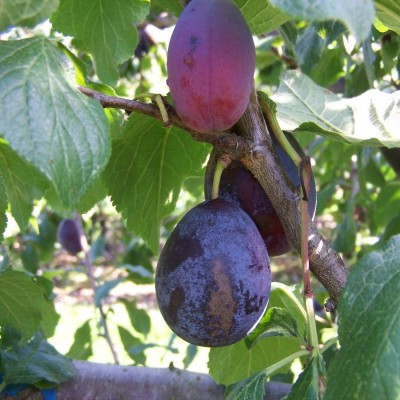 Plum - Belle de Louvain