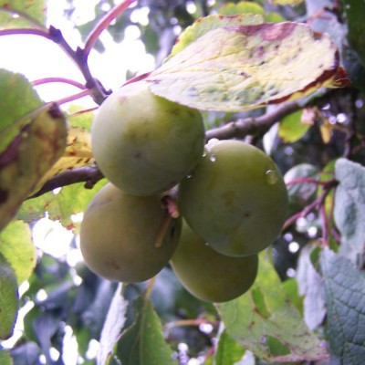Plum - Wheat Plum