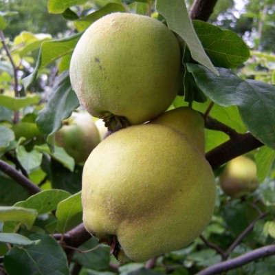 Quince - Champion