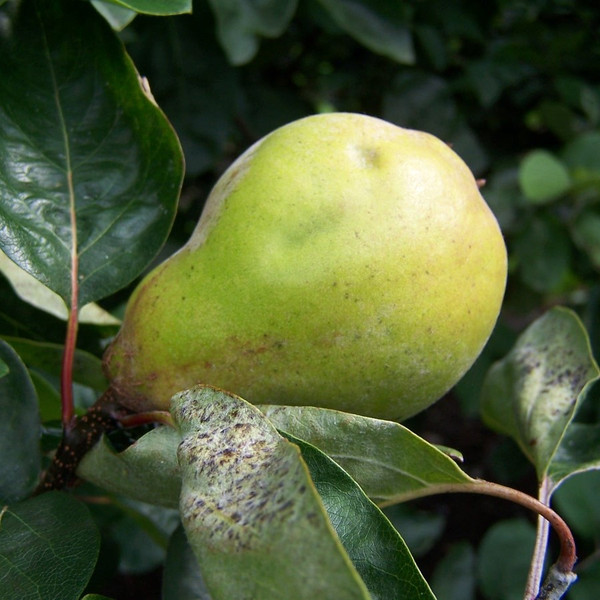 Quince - Ekmek