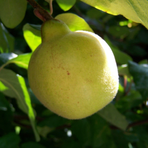 Quince - Isfahan