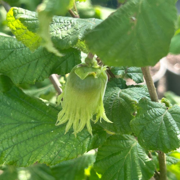 Corylus avellana - native hazel hedging