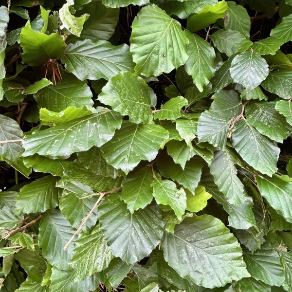 Fagus sylvatica - Green beech hedging
