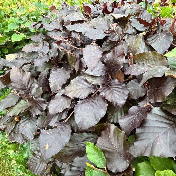 Fagus sylvatica Atropurpurea - Purple beech hedging