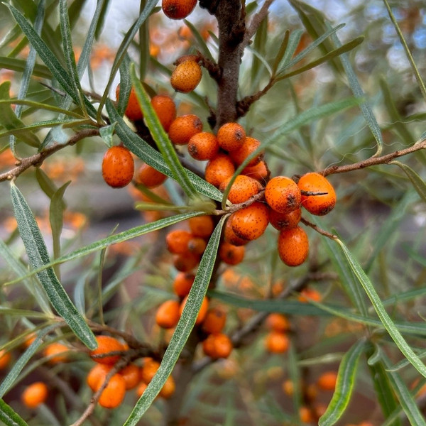 Hippophae rhamnoides - Sea buckthorn hedging