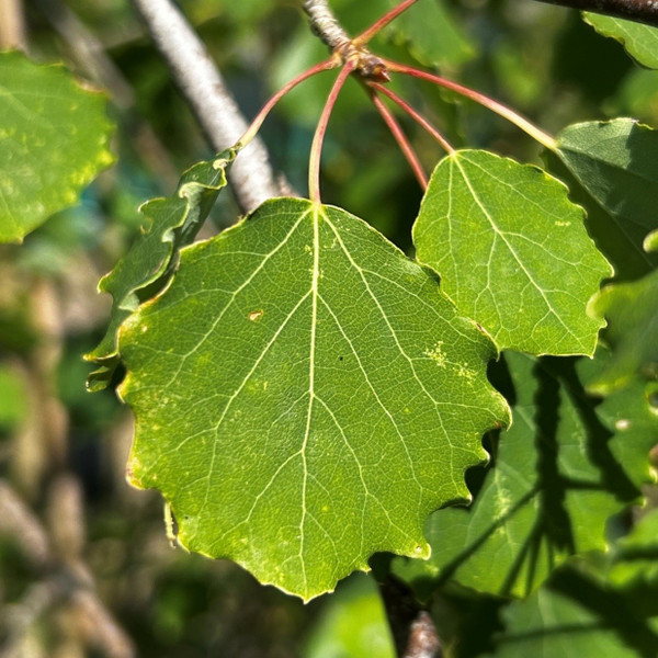 Populus tremula - hedging
