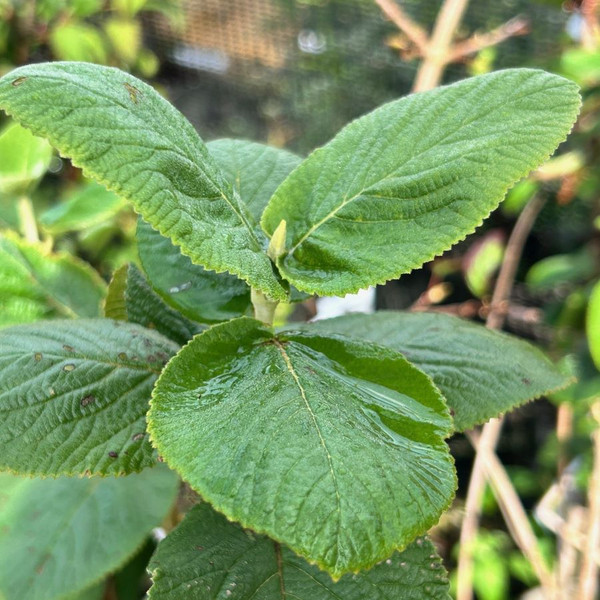 Viburnum lantana - Wayfaring Tree