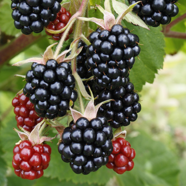 Blackberry - Chester