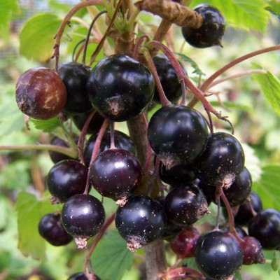 Blackcurrant - Ben Lomond