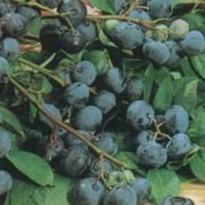 Blueberry - Goldtraube 23