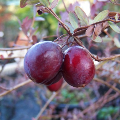 Cranberry - Early Black