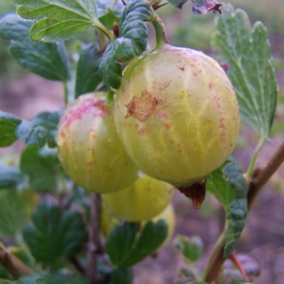 Gooseberry - Alma