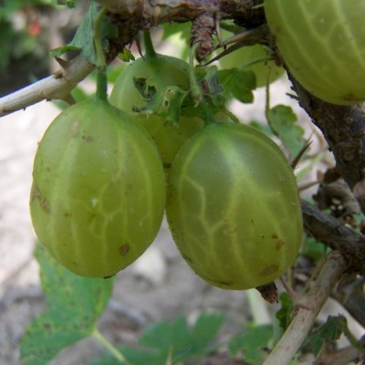 Gooseberry - Cousen's Seedling