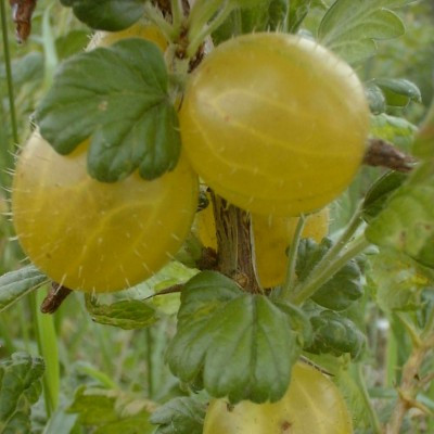 Gooseberry - Early Sulphur