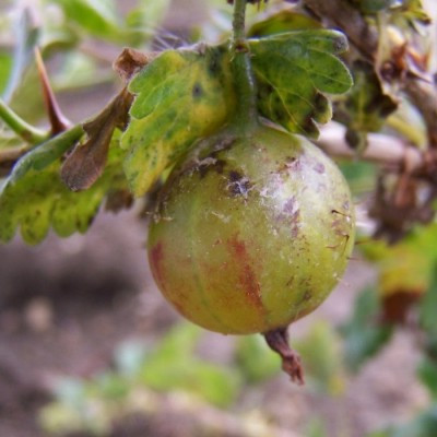 Gooseberry - Lord Derby