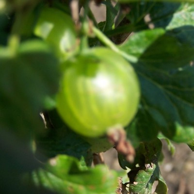 Gooseberry - Peru