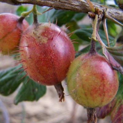 Gooseberry - Victoria
