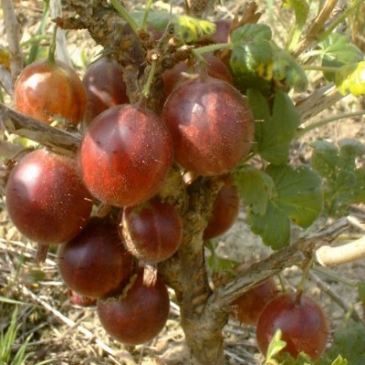 Gooseberry - Whinham's Industry