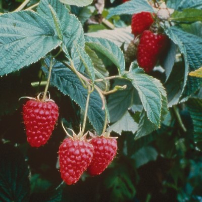 Raspberry - Tulameen Pearl