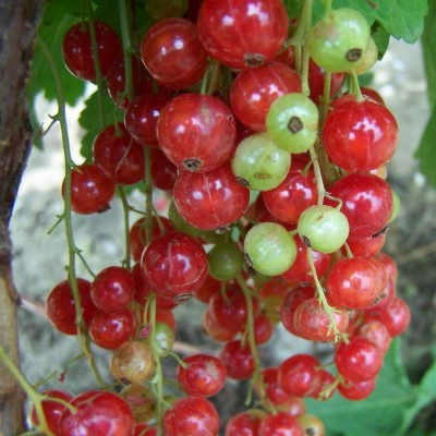 Redcurrant - Laxton's No. 1