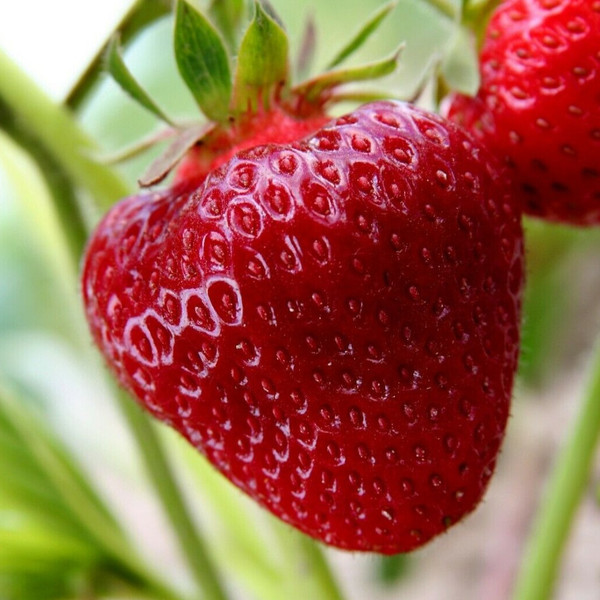 Strawberry - Cambridge Favourite