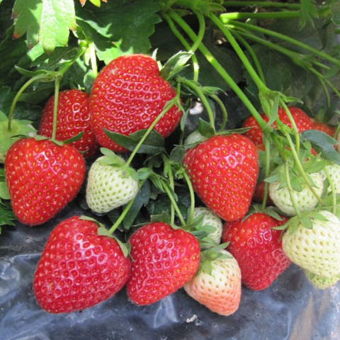 Strawberry - Cupid