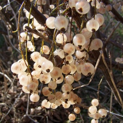 Whitecurrant - White Grape