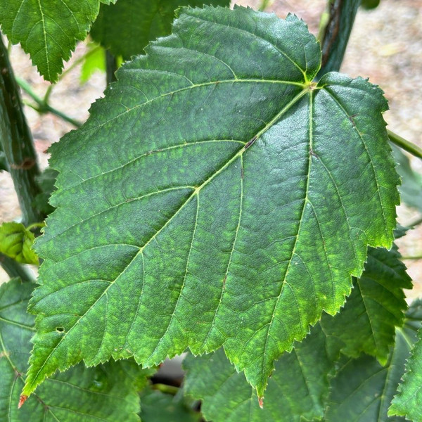 Acer davidii