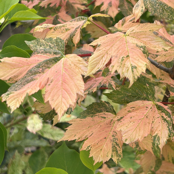 Acer pseudoplatanus 'Simon Louis Freres'
