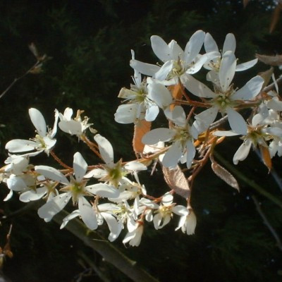 Amelanchier canadensis