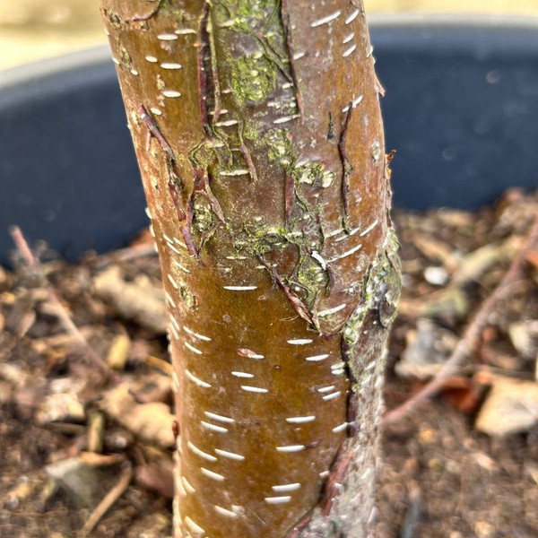 Betula papyrifera