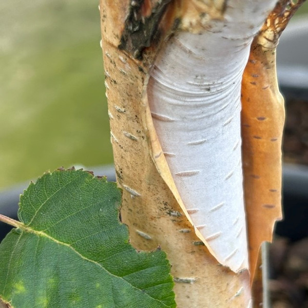 Betula utilis subsp.jacquemontii 'Snow Queen'