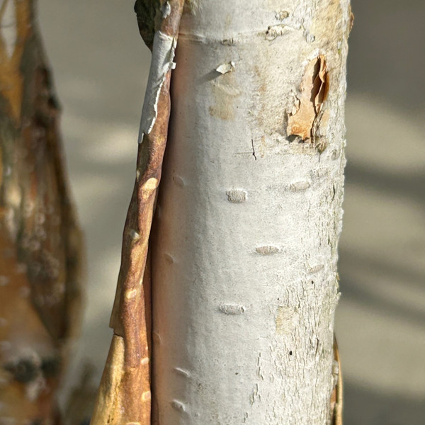 Betula utilis jaquemontii 'Grayswood Ghost'