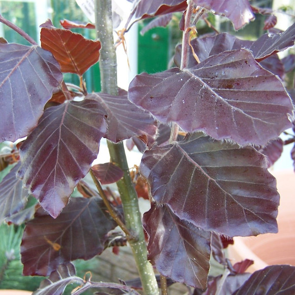 Fagus sylvatica 'Dawyk Purple'