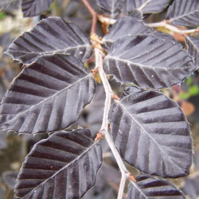 Fagus sylvatica 'Riversii'