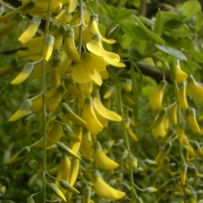 Laburnum x watereri 'Vossii'