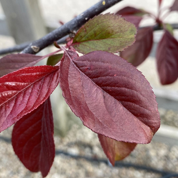 Malus x purpurea 'Eleyi'
