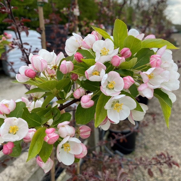 Malus toringo sargentii