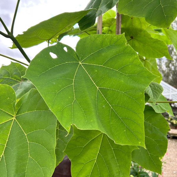 Paulownia tomentosa