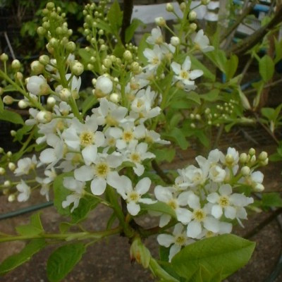 Prunus padus