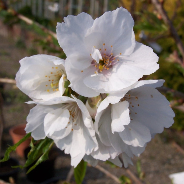 Prunus 'Shirotae'