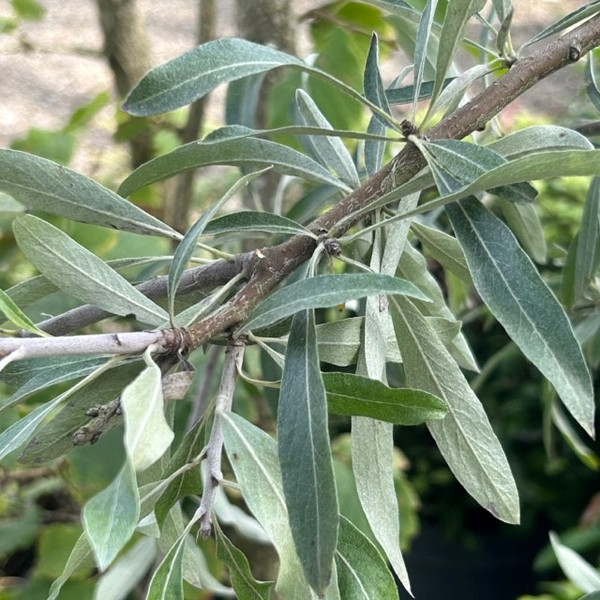 Pyrus salicifolia 'Pendula'