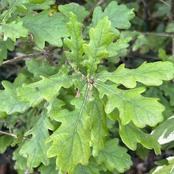 Quercus petraea