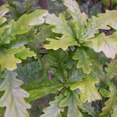 Quercus robur