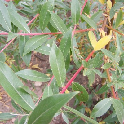 Salix alba vitellina 'Britzensis'