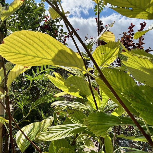 Sorbus aria 'Chrysophylla'
